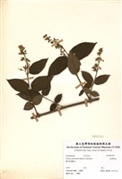 藏品(臺灣溲疏)的圖片